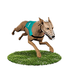 線上百家樂現金娛樂城白金賽狗